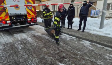 FOTO-VIDEO: Cățel salvat din apartamentul din Alba Iulia în care s-a produs o explozie. A fost dus la veterinar