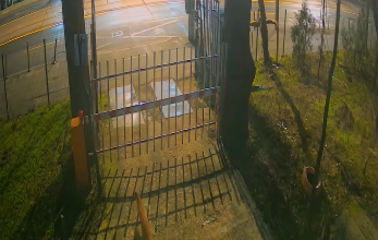 Vulpi în centrul Bucureştiului - Au fost surprinse de camerele Muzeului Antipa / Director muzeu: Este un semnal clar că fauna sălbatică se adaptează la transformările mediului create de om – VIDEO