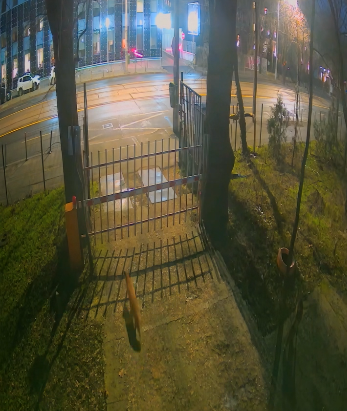 Vulpi în centrul Bucureştiului - Au fost surprinse de camerele Muzeului Antipa / Director muzeu: Este un semnal clar că fauna sălbatică se adaptează la transformările mediului create de om – VIDEO