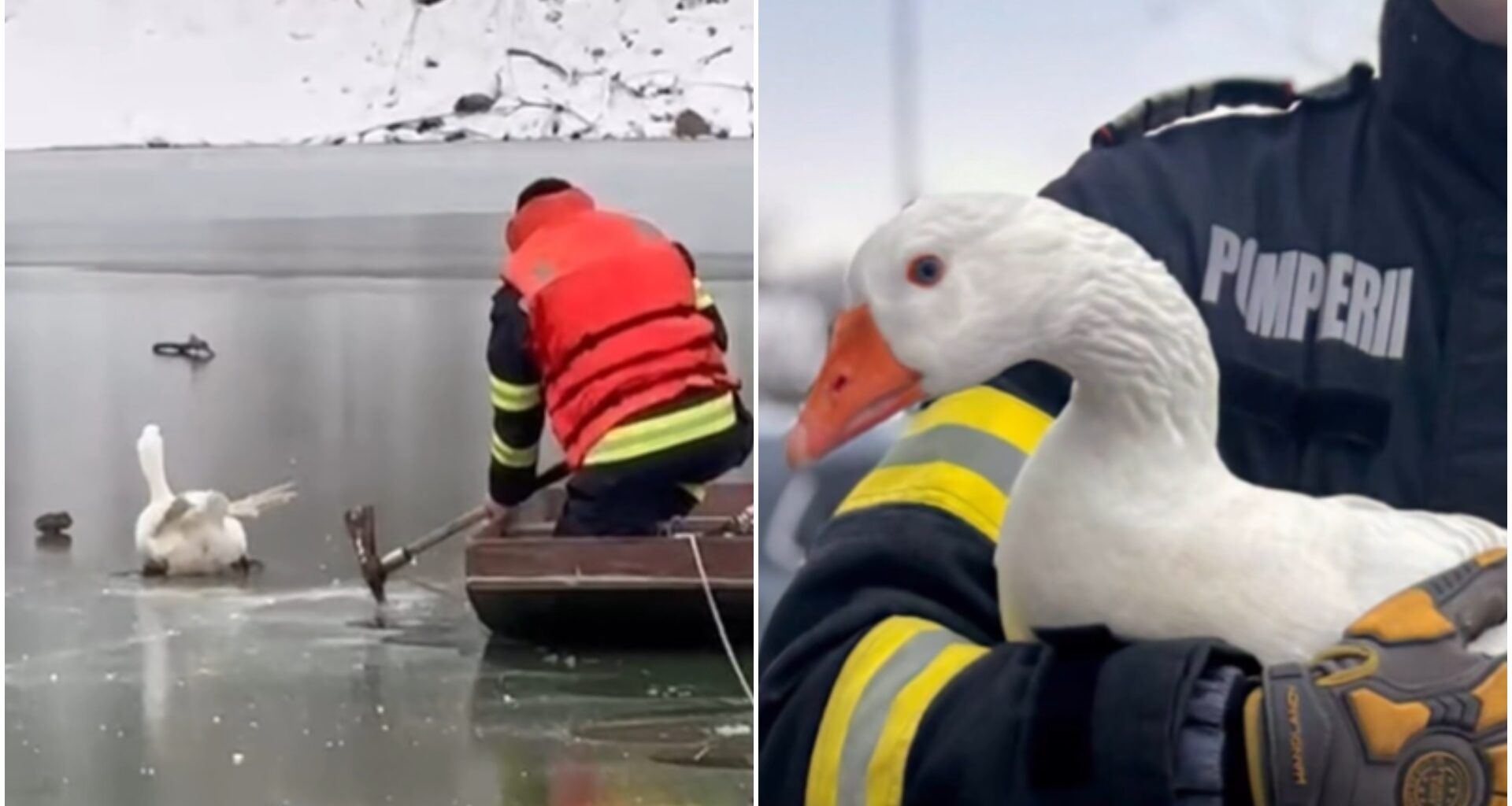 VIDEO❤️"Goose Mission" la ISU București-Ilfov. Pompierii au salvat o gâscă rămasă cu un picior blocat în gheața de pe lac • B-ZOO-365