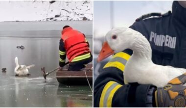 VIDEO❤️"Goose Mission" la ISU București-Ilfov. Pompierii au salvat o gâscă rămasă cu un picior blocat în gheața de pe lac • B-ZOO-365
