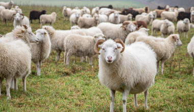 Supermarket invadat de o turmă de oi. „Dorim să luăm legătura cu ciobanul”