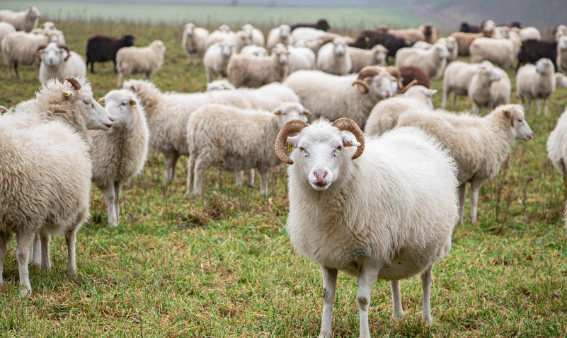 Supermarket invadat de o turmă de oi. „Dorim să luăm legătura cu ciobanul”