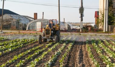 Își dă toată varza gratuit, cu condiția ca cel care o vrea să o și culeagă. Ce l-a făcut să ia decizia VIDEO