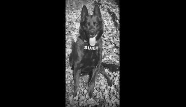 A murit „Șuier”, celebrul câine-polițist retras din activitate în urmă cu aproape un an. „A fost mai mult decât un partener de intervenție”