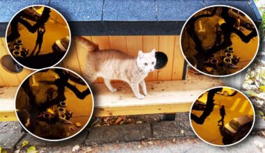 „Ce minte și ce inimă să ai în tine să faci așa ceva?”