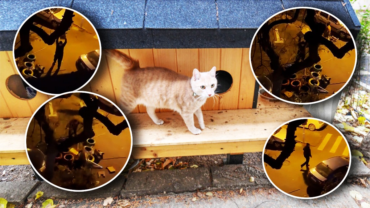 „Ce minte și ce inimă să ai în tine să faci așa ceva?”