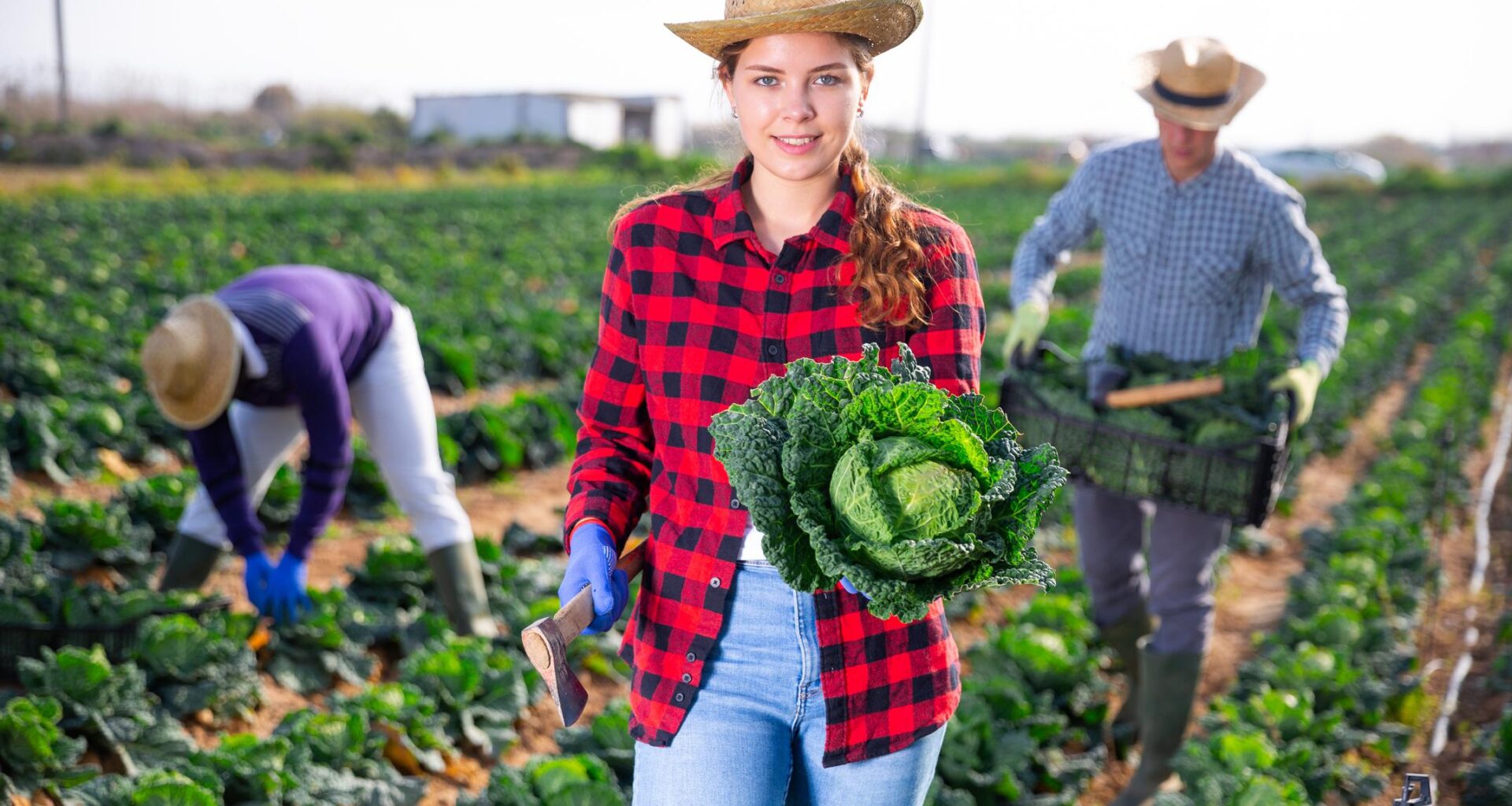 Cât costă o zi de lucru în legumicultură în 2026!