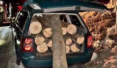 Un bărbat din Brașov a furat 14 copaci din pădure și i-a înghesuit într-o mașină