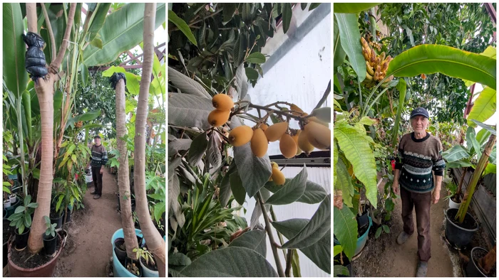 Nea Nelu a plantat papaya, nisperos, fructul pasiunii și alte specii. FOTO: Facebook/Ziarul Unirea