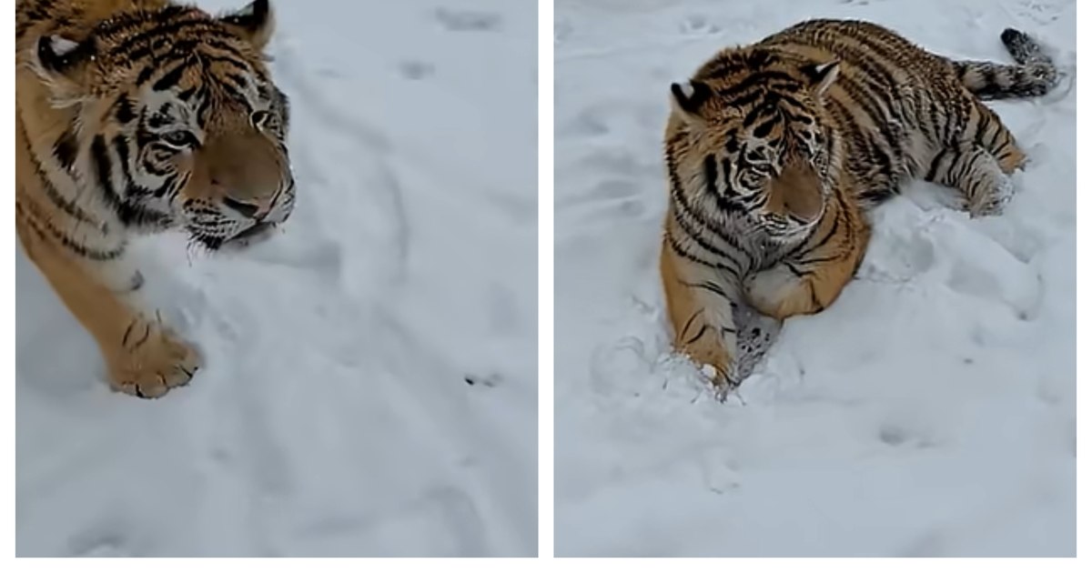 Tigru siberian filmat plimbându-se în curtea unui dâmbovițean. Zoo ilegal, promovat pe TikTok: cât costă biletul de acces