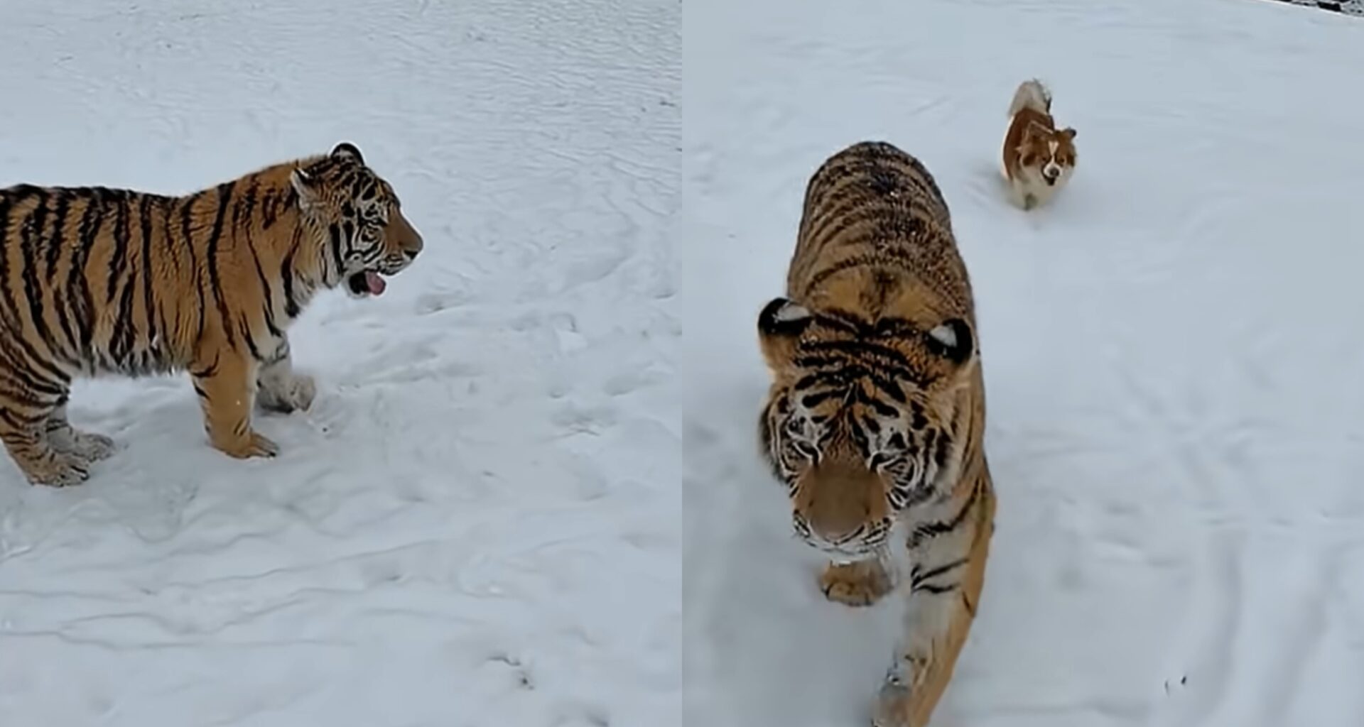 VIDEO Tigru siberian, filmat când se plimbă liber într-o curte din Dâmboviţa. „Stai tati. Shere Khan! Puturos”