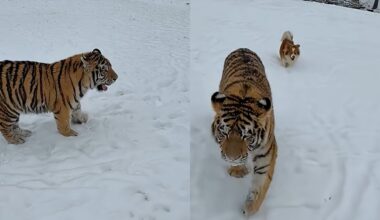 VIDEO Tigru siberian, filmat când se plimbă liber într-o curte din Dâmboviţa. „Stai tati. Shere Khan! Puturos”