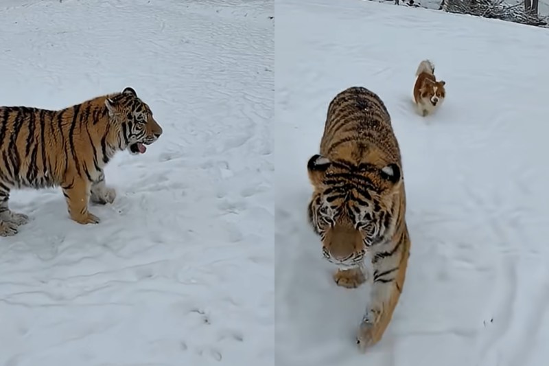 VIDEO Tigru siberian, filmat când se plimbă liber într-o curte din Dâmboviţa. „Stai tati. Shere Khan! Puturos”