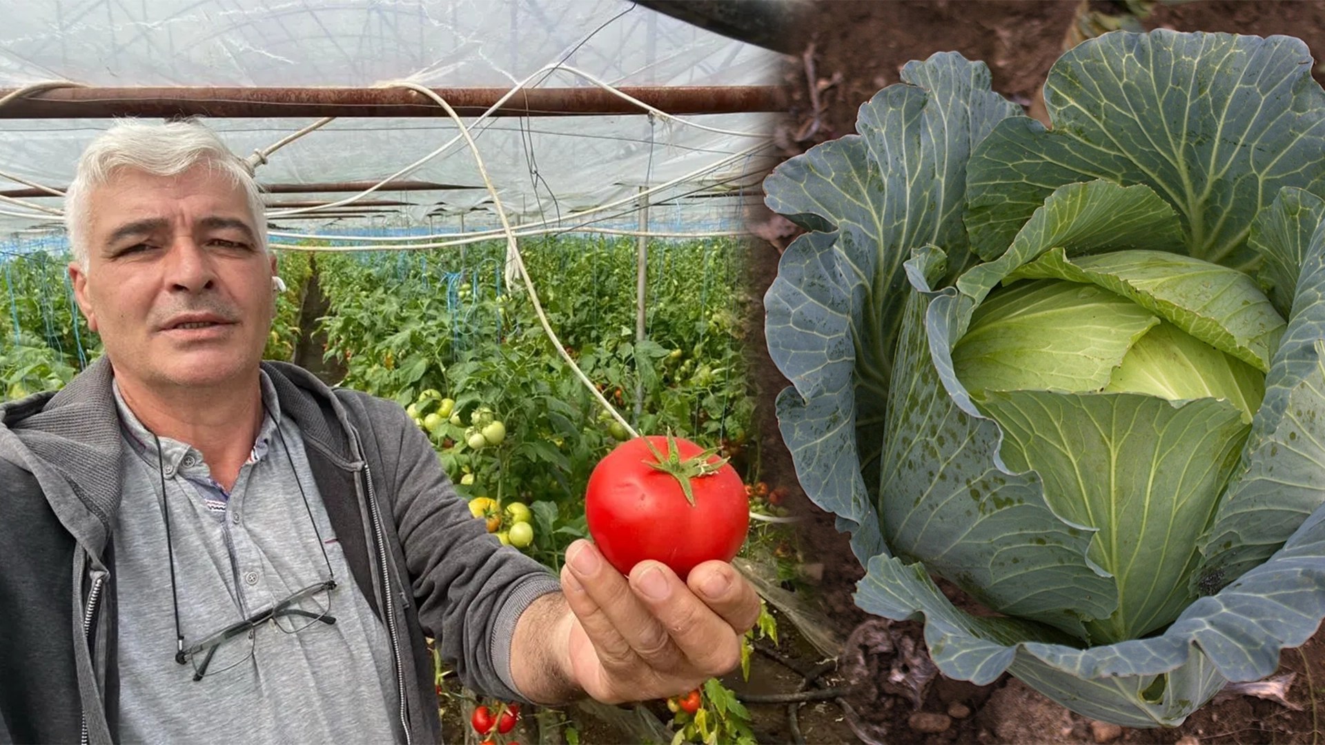 programul tomata ion paunel legumicultura