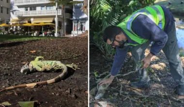 colaj 2 poze cu iguane amortite de frig, in Florida