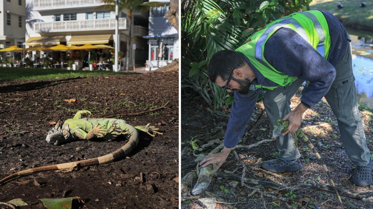 colaj 2 poze cu iguane amortite de frig, in Florida