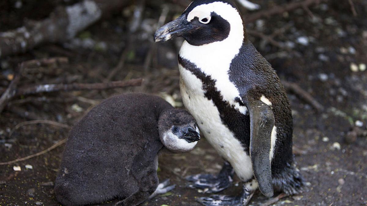 pinguin african cu pui