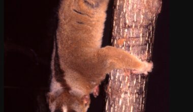 Singura primată veninoasă din lume. Poate fi extrem de periculoasă și chiar letală, inclusiv pentru om