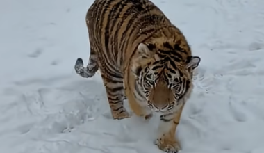 Dâmboviţa: Tigru siberian, filmat într-o menajerie din localitatea Picior de Munte. Autorităţile au făcut verificări, au dat amenzi şi au deschis dosar penal, însă grădina zoo ilegală continuă să existe - VIDEO