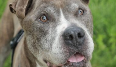 Un câine abandonat așteaptă să fie adoptat