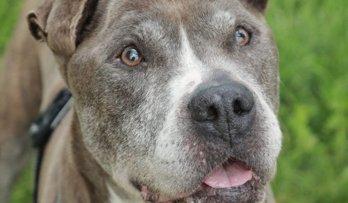 Un câine abandonat așteaptă să fie adoptat