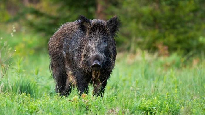 Autorităţile au semnalat prezenţa unui mistreţ printre vilele din Pipera. FOTO: Shutterstock