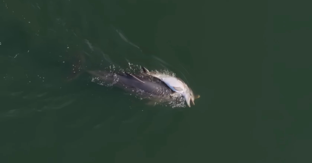 O mamă delfin nu își lasă puiul mort să se scufunde, în timp ce grupul o însoțește VIDEO