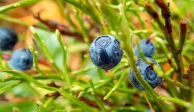 Blåbären ruttnar – brist på plockare hotar industrin