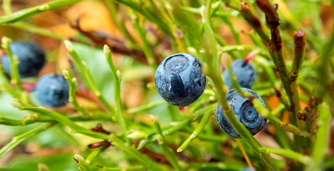 Blåbären ruttnar – brist på plockare hotar industrin