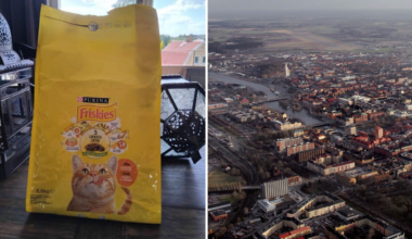 Eva, 79, serverades kattmat av hemtjänsten | Sverige