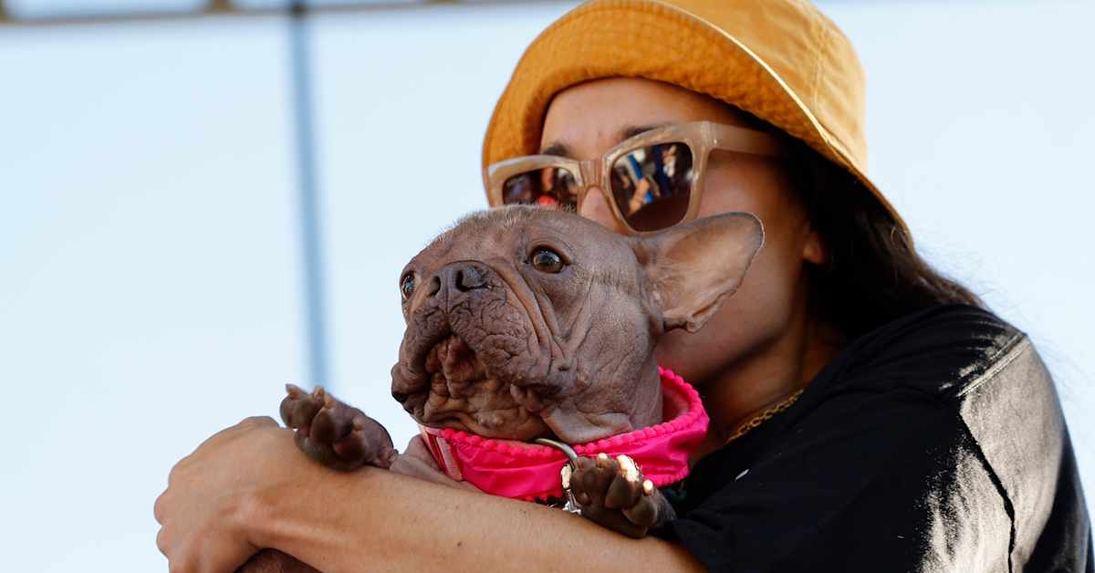 Världens fulaste hund har utsetts | Utrikes