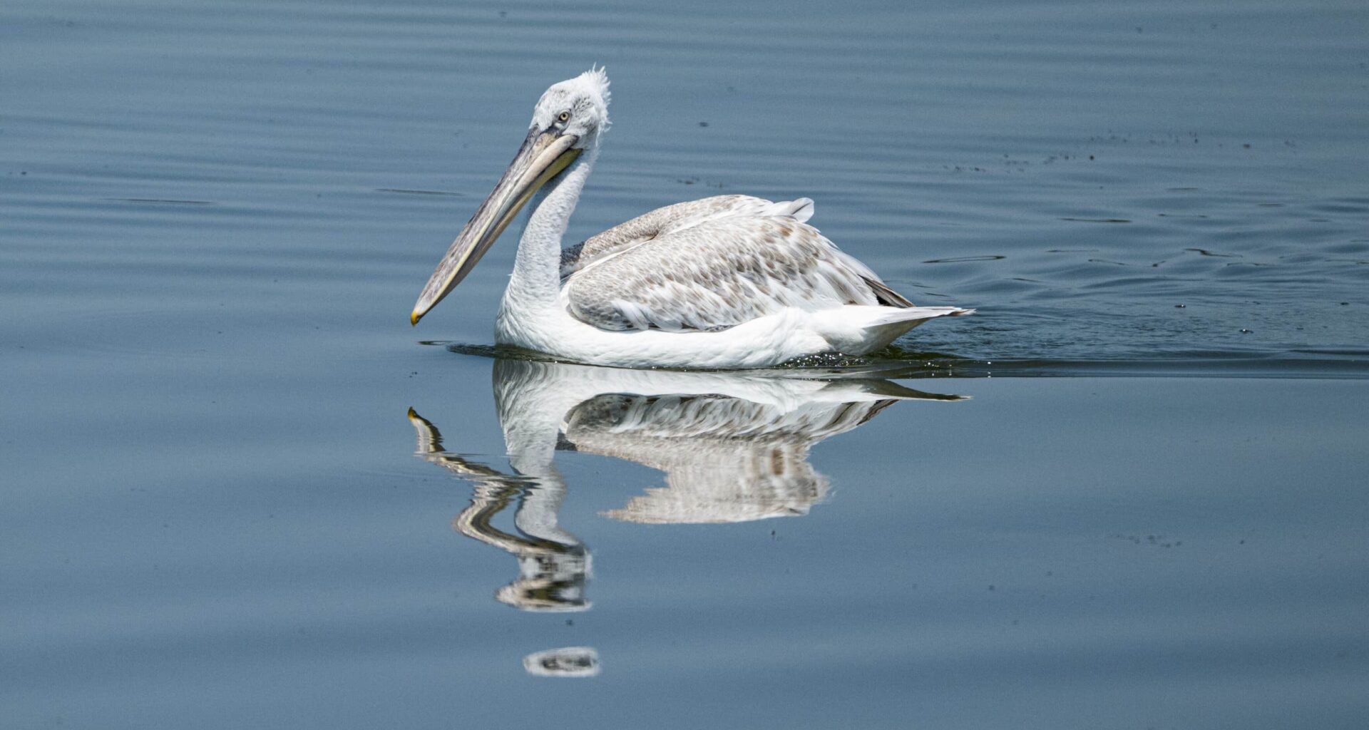 Unikt fågelbesök i Sverige | Sverige