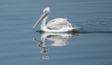 Unikt fågelbesök i Sverige | Sverige