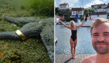 Theos ring försvann i havet – hittades på sjöstjärna