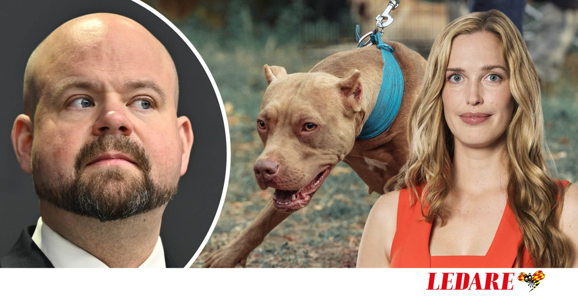 4000 hundattacker om året – men Peter Kullgren, KD, gläfser