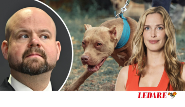 4000 hundattacker om året – men Peter Kullgren, KD, gläfser