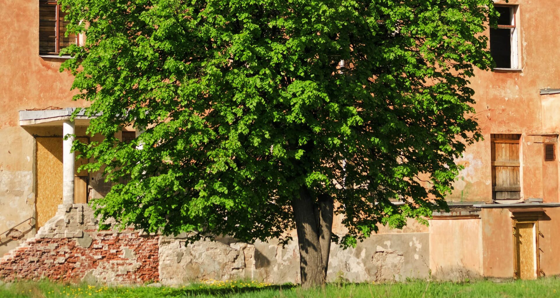 Högg ner träd – fick
chock 13 år senare
