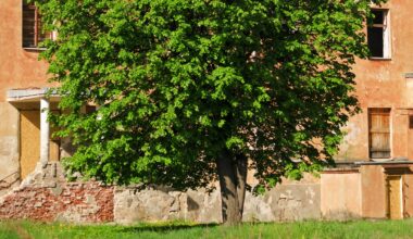 Högg ner träd – fick
chock 13 år senare