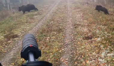 Norsk tv-profil åtalas för björnjakt i Strömsund