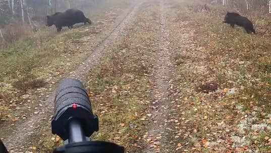 Norsk tv-profil åtalas för björnjakt i Strömsund