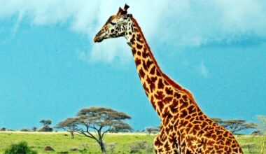 Giraffernas fyra arter får officiell stämpel