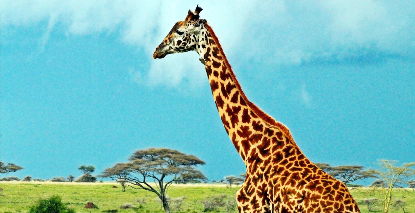 Giraffernas fyra arter får officiell stämpel