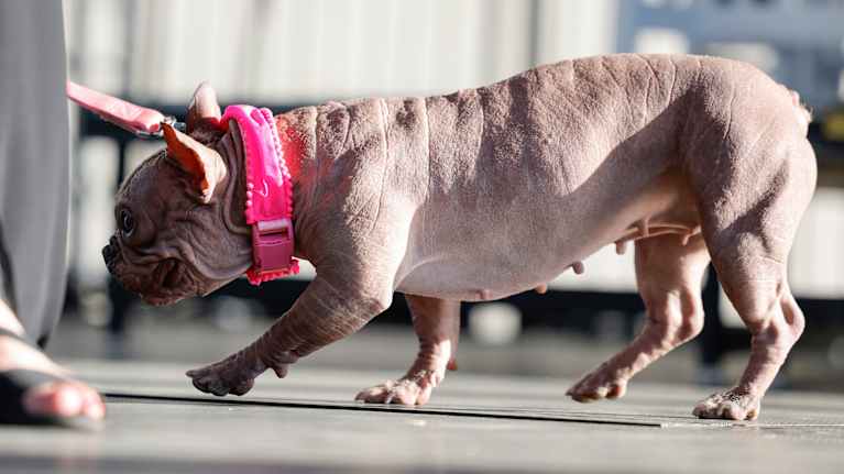 En nakenhund går på en scen. Han har ett rosa koppel.