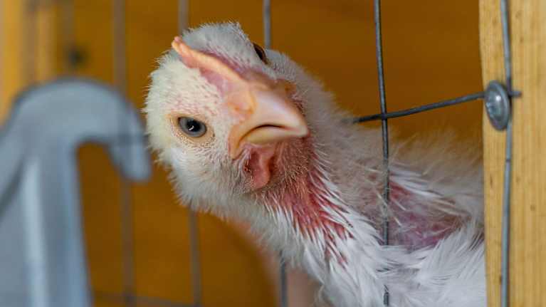 En broiler tittar ut ur en bur.
