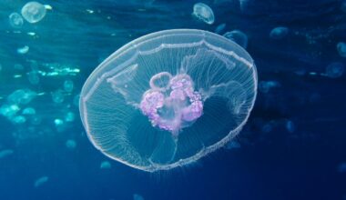 Reaktorer i Frankrike stängs av – stoppade av maneter