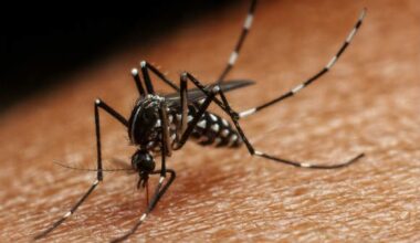 ”Ökad myggburen smitta blir det nya normala”