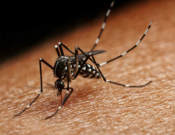 ”Ökad myggburen smitta blir det nya normala”