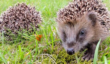Sveriges igelkottar räknas