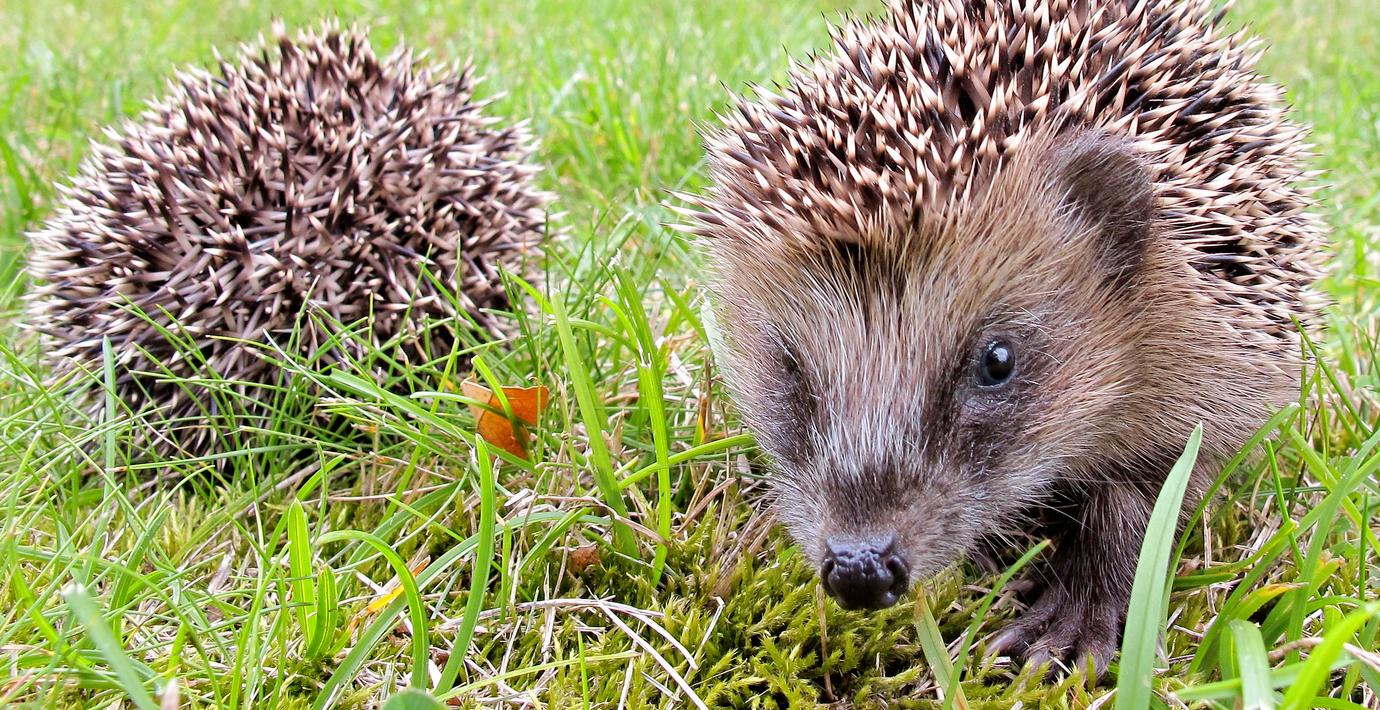 Sveriges igelkottar räknas